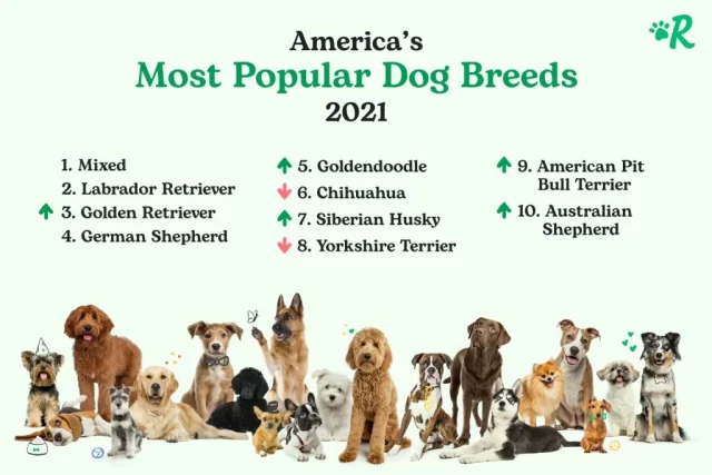 Popular Dog breeds in the USA | Our dog chews are favorite treat among all breeds