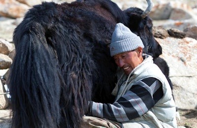 Milking Yak in High Altitudes