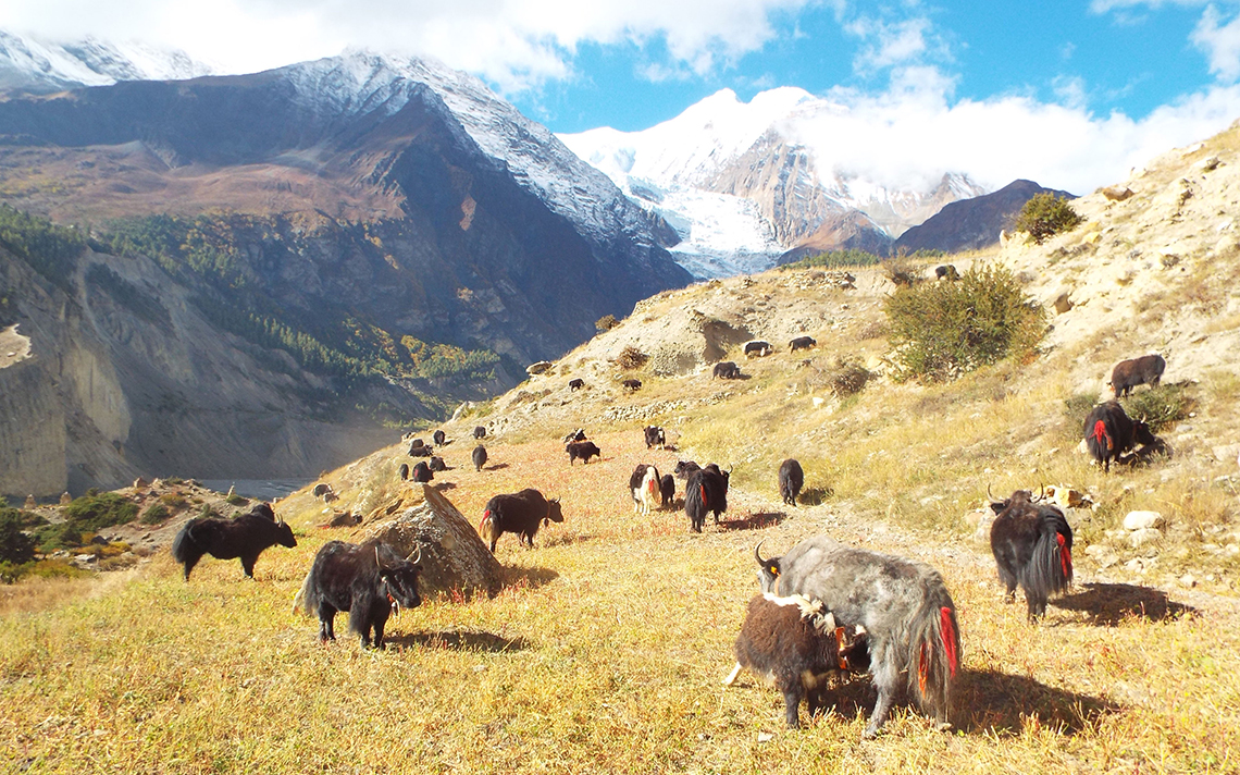 Yak grazing in the Mountains of Nepal